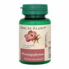 Harpagophytum 60 cpr, Dacia Plant