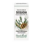 Extract din mladite de Sequoia 50ml, PlantExtrakt