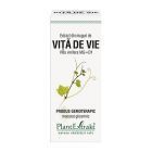 Extract din muguri de Vita de Vie 50ml, PlantExtrakt