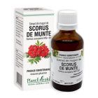 Extract din muguri de Scorus-de-Munte 50ml, Plantextrakt